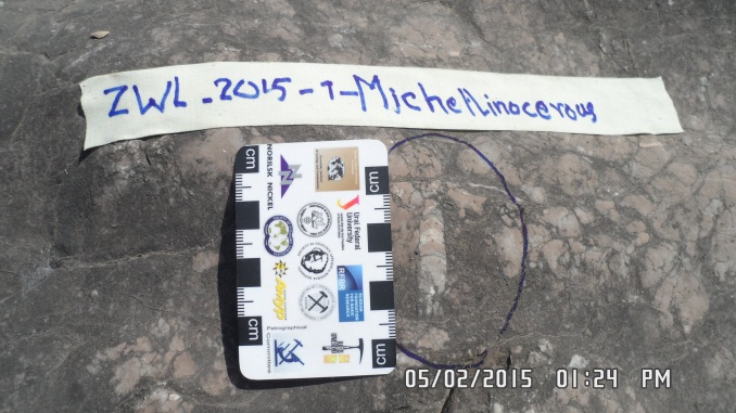 Michelinoceras (near Nyaungbaw village, PyinOoLwin tsp)_MM_Fossil_07_2024.jpg