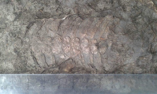 Actinoceras (Ywar Ngan tsp)_MM_Fossil_05_2024.jpg