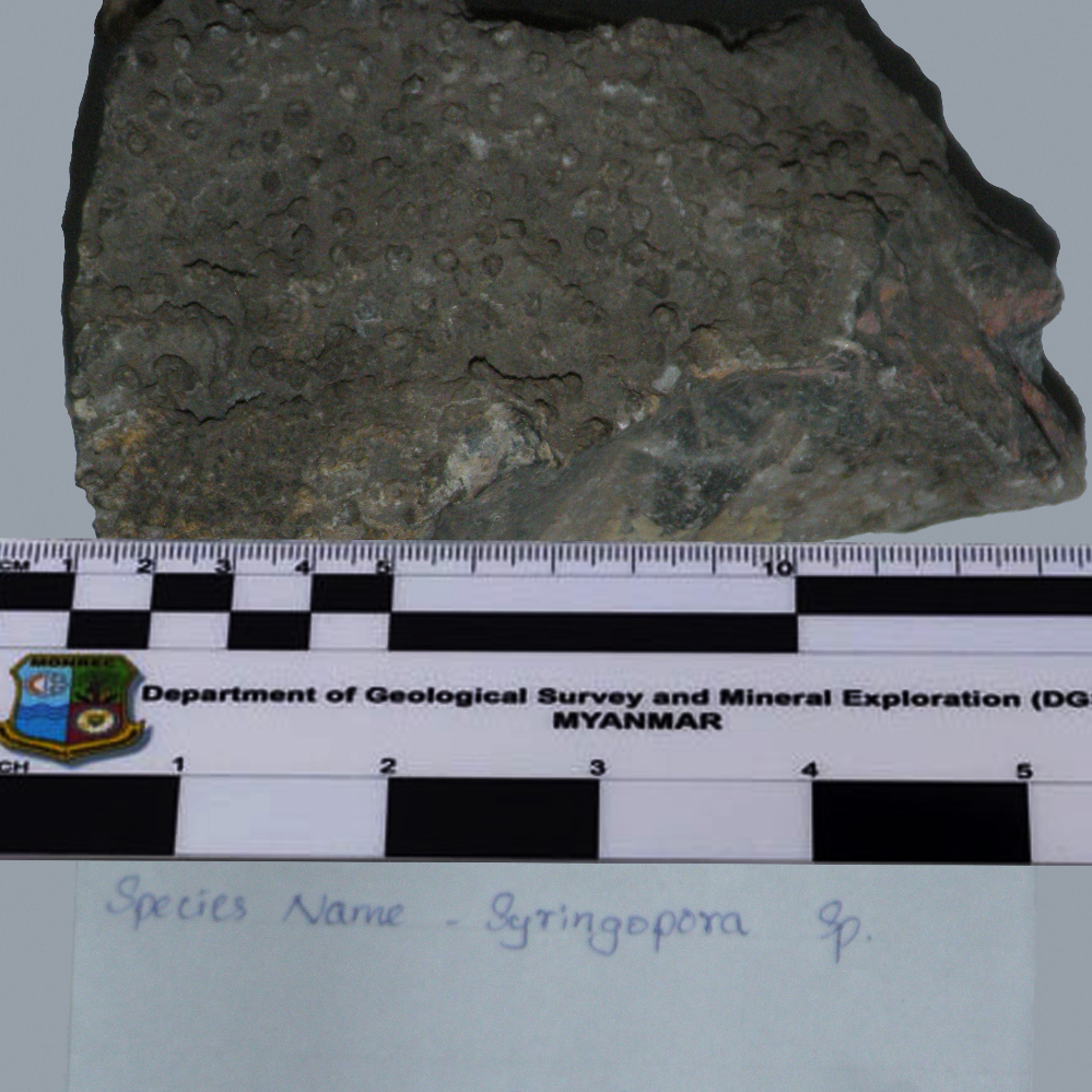 Syringopora Sp_MM_Fossil_08_2023.jpg