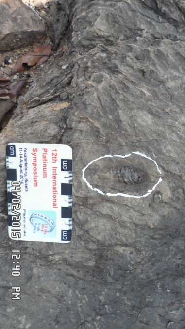 Actinoceras (Kyaukse tsp, N of Sabe taung)_MM_Fossil_02_2024.jpg