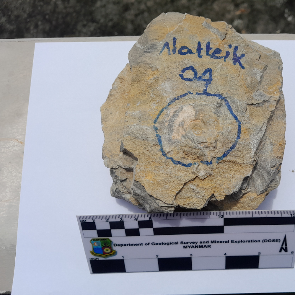 Limestone with fossil_MM_Rock_11_2024.jpg