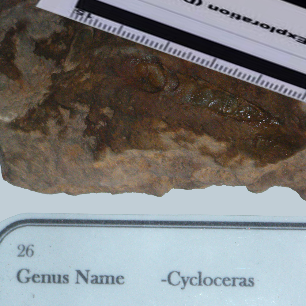 Cycloceras_MM_Fossil_05_2023.JPG