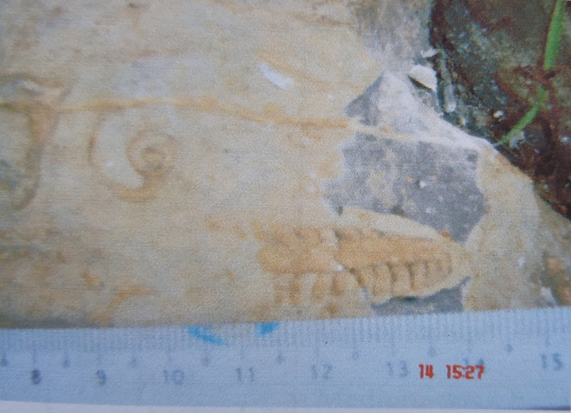 Actinoceras (Nyaung Shwe tsp)_MM_Fossil_04_2024.jpg